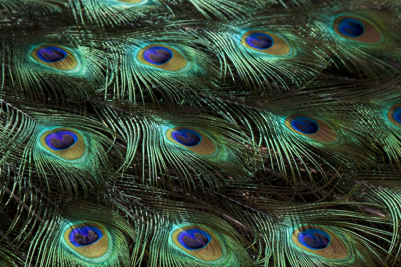 Indian Peafowl (Captive) Feather Detail